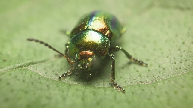  Extreme close-up of the dead-nettle leaf beetle (Chrysolina fastuosa), also known as the splendid leaf beetle. It is found throughout Europe to Central Asia.Vilnius, Lithuania &ndash; September 15, 2025.