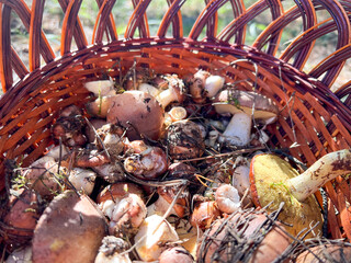 Wicker basket overflowing with freshly foraged mushrooms