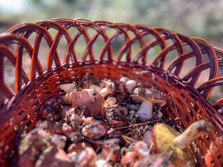 Wicker basket overflowing with freshly foraged mushrooms in autumn forest