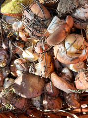 Basket overflowing with freshly foraged mushrooms and pine needles