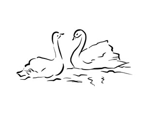 Couple swans swimming together. Vector whimsical quickly sketch line art illustration. Ideal for wedding stationery, romantic posters, literature themes, journaling, vintage decor. Love clipart © Eva Gentle