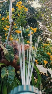 using a plant sprayer in the jet mode, water the tecoma stans plant which has thick leaves and is full of blooming flowers.