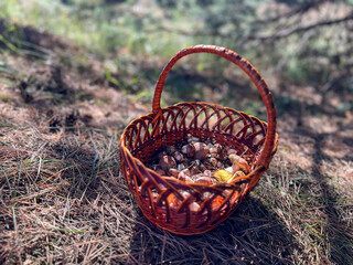Wicker basket overflowing with freshly picked mushrooms in pine forest