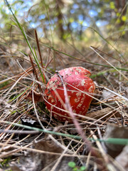 Fly agaric mushroom growing in forest undergrowth
