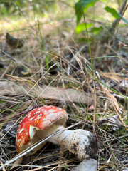 Fly agaric mushroom growing in the forest undergrowth