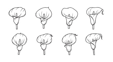 Collection of eight hand drawn calla lily flower sketches in a silhouette style © Tanvir