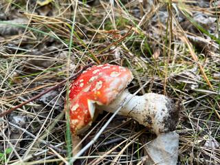 Fly agaric mushroom growing in the forest undergrowth