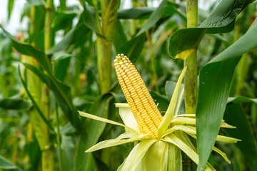 Ripe Corn on the Stalk in a Field