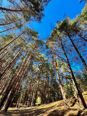 Tall pine trees reaching for the blue sky in a sunny forest