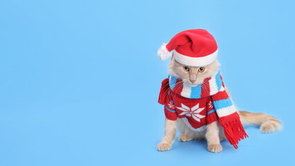 Cute ginger cat in Santa hat and knitted scarf on blue background, Christmas holiday pet portrait, festive New Year celebration, seasonal animal photo, copy space