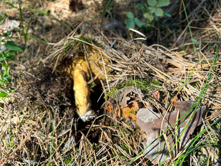 Mushroom growing in pine needles and moss in forest