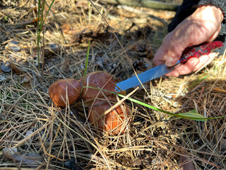 Mycologist cutting mushroom with knife in forest