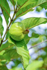 Fresh young guava fruit on tree branch with natural green bokeh background, high resolution photography.