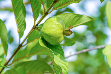 Fresh young guava fruit on tree branch with natural green bokeh background, high resolution photography.