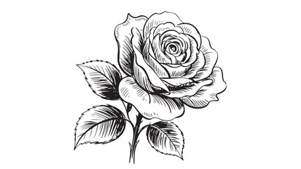Elegant black and white line art drawing of a single rose