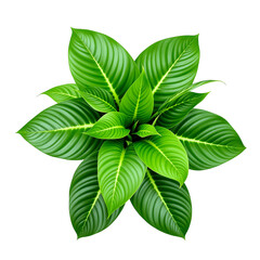 Top down aerial view of a vibrant green tropical houseplant with large, lush leaves showing detailed vein patterns, isolated on a white background