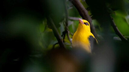 Golden oriole in its natural throne&mdash;vivid, wild, and watching.