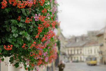 hanging flower pot floral foreground close up object on blurred background of European overcast season city scape with person and tram motion silhouettes cloudy weather