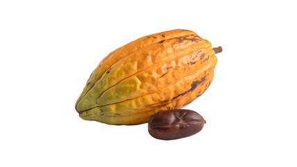 Obraz premium Fresh cocoa pod and bean create a vibrant, natural feel for chocolate production projects