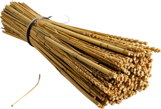Bundle of dried wheat stalks tied with string on transparent background