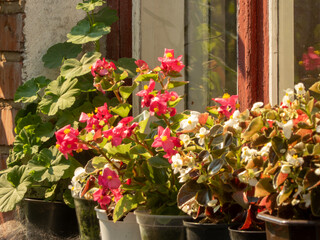 Bright Flowers on a Sunny Windowsill.