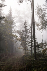 Early morning in the foggy forest 
