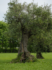 Solitary Ancient Olive Tree With Gnarled Trunk In Park Standing In A Green Meadow