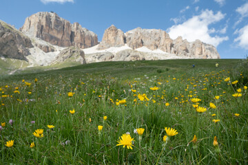 Yellow Alpine Flowers Bloom On A Sunny Day Below The Italian Dolomites