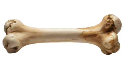 Detailed bone structure for educational anatomy resources and Halloween decor projects