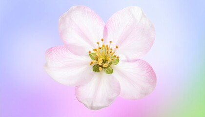 Fototapeta premium Pink and White Flower Bloom on Pastel Background