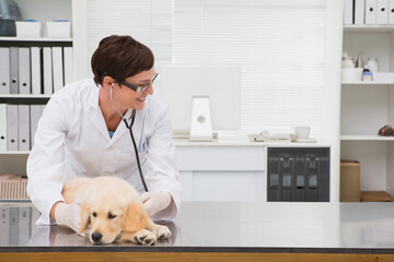 Golden retriever puppy is lying calmly on stainless steel exam table in vet clinic with stethoscope