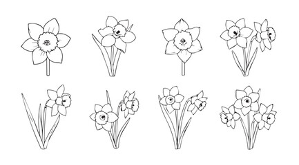 Collection of elegant daffodil flower bouquets in a distinctive silhouette style