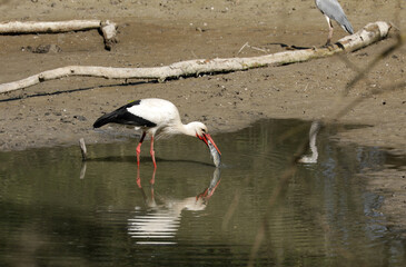 Stork eats a fish in a small lake while foraging