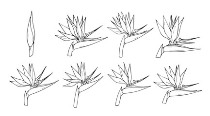 Collection of bird of paradise flower outlines in a minimalist silhouette style