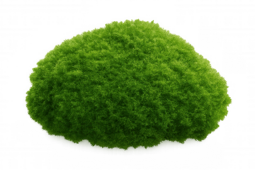 Verdant moss growing on textured surface, transparent overlay highlighting natural texture for eco-design and digital graphic applications