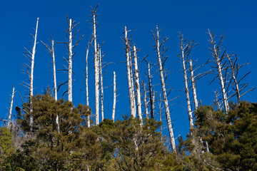 poisoned wilding pine trees on the Link Pathway between Ngakuta Bay and Wedge Point, the Marlborough Sounds, New Zealand