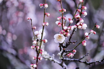 雨に濡れた梅の花
