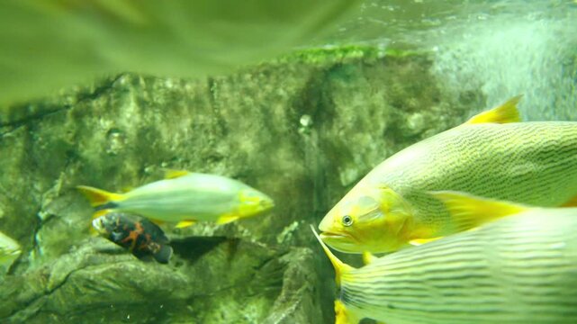 A large aquarium tank with a school of golden dorado fish swimming in the oceanarium exhibit. Predatory species in a public aquatic habitat.
