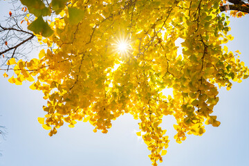 Yellow leaves of ginkgo tree in autumn, Japan
