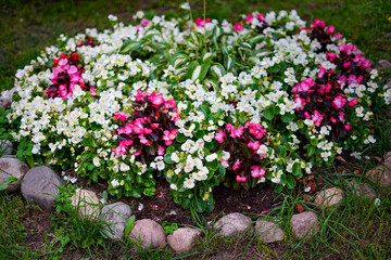 Colorful flowerbed with stones, a vibrant display of white and pink flowers.