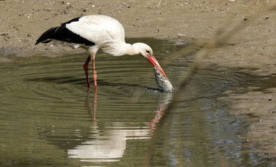 Stork eats a fish in a small lake while foraging