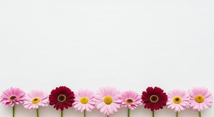 A horizontal arrangement of delicate pink and burgundy gerbera daisies sits against a plain white background, creating a serene and floral border.