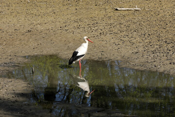 Stork eats a fish in a small lake while foraging