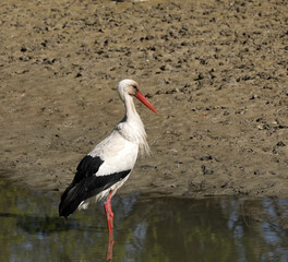 Stork eats a fish in a small lake while foraging
