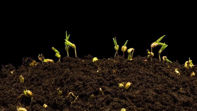 Mung beans sprout in the ground and grow into grass. Agriculture. Microgreens. Healthy eating