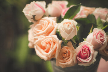 Delicate pastel roses, petals unfurling in warm, soft light.