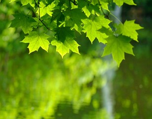 Vibrant green leaves over water