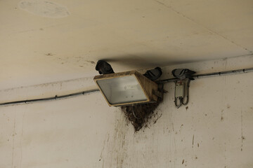 Pigeons sitting on a lamppost under a bridge