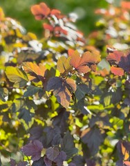 Green Burgundy Branch Leaves Nature Autumn