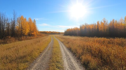 Fototapeta premium Sunny autumnal path through golden trees